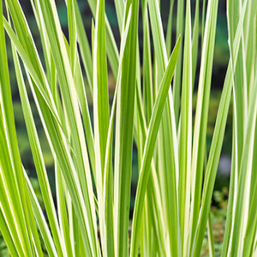 Acorus Calamus Variegata | Bonte kalmoes | In 18CM Mand Kant en Klaar