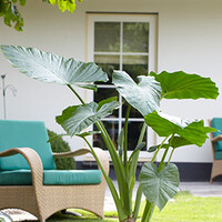 Alocasia | Olifantsoor | In 18CM Mand Kant en Klaar