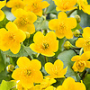 Caltha Palustris | Dotterbloem | In 18CM Mand Kant en Klaar