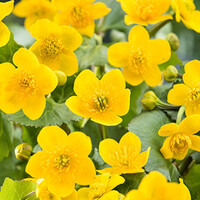 Caltha Palustris | Dotterbloem | In 18CM Mand Kant en Klaar