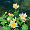 Caltha Palustris Alba | Dotterbloem | In 18CM Mand Kant en Klaar