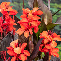 Canna Wilma | Bloemriet | In 18CM Mand Kant en Klaar