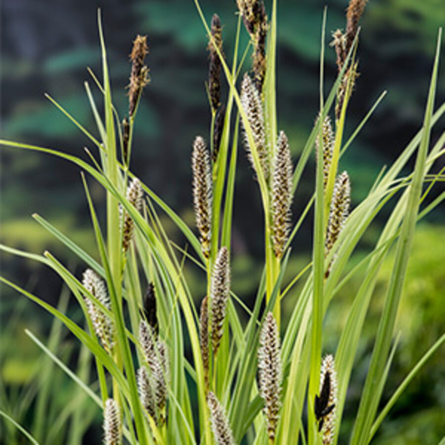 Carex Riparia | Oeverzegge | In 18CM Mand Kant en Klaar