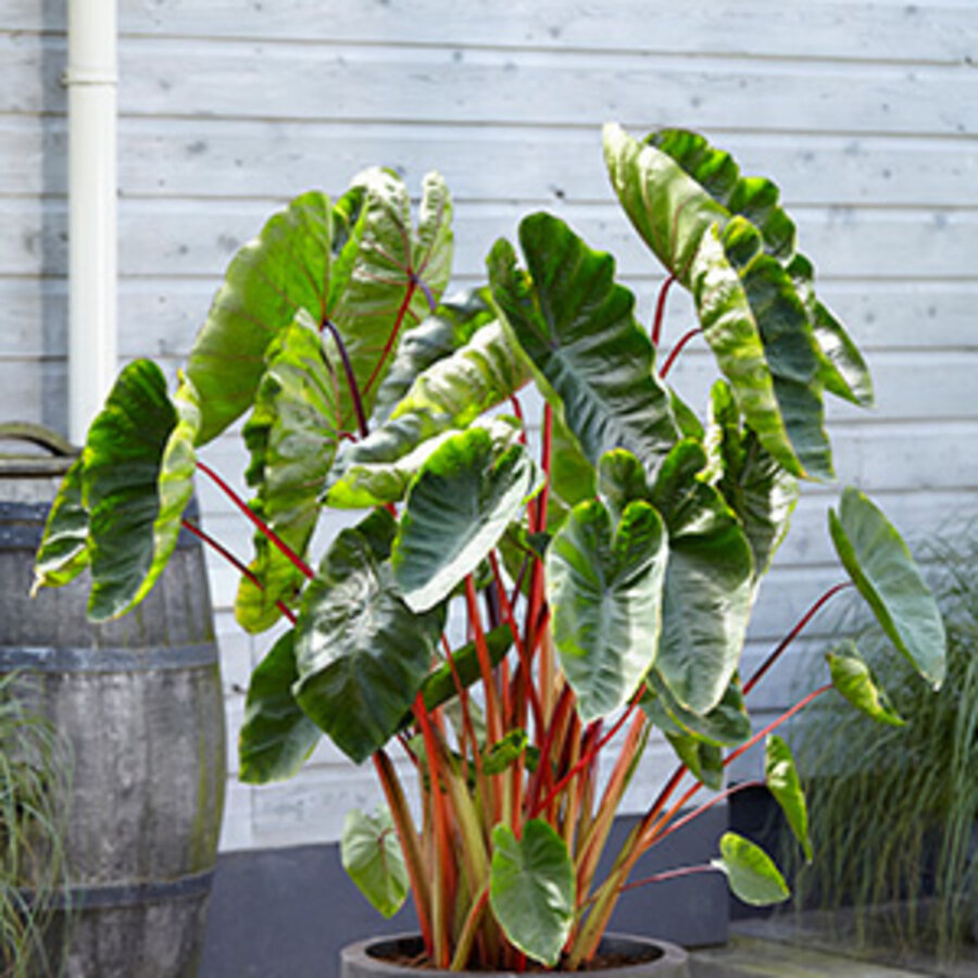 Colcasia Hawaiian Punch | Rood Groene Taro | In 18CM Mand Kant en Klaar