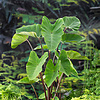 Colocasia Esculenta | Groene Taro | In 18CM Mand Kant en Klaar