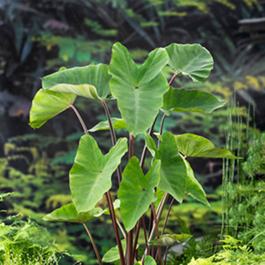 Colocasia Esculenta | Groene Taro | In 18CM Mand Kant en Klaar