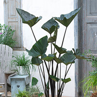 Colocasia Tea Cup | Thee Kop Taro | In 18CM Mand Kant en Klaar