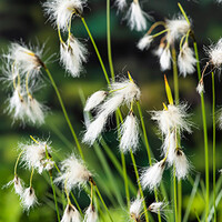 Eriophorum Angustifolium | Veenpluis | In 18CM Mand Kant en Klaar