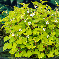 Houttuynia Cordata | Houttuynia | In 18CM Mand Kant en Klaar
