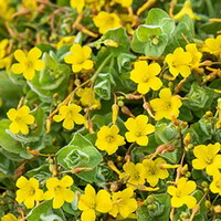 Hypericum Elodes | Moerashertshooi | In 18CM Mand Kant en Klaar