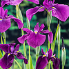 Iris kaempferi | Japanse Iris | In 18CM Mand Kant en Klaar