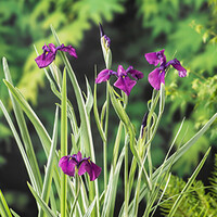 Iris kaempferi Variegata | Water Iris | In 18CM Mand Kant en Klaar