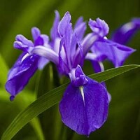 Iris Laevigata | Blauwe Lis | In 18CM Mand Kant en Klaar