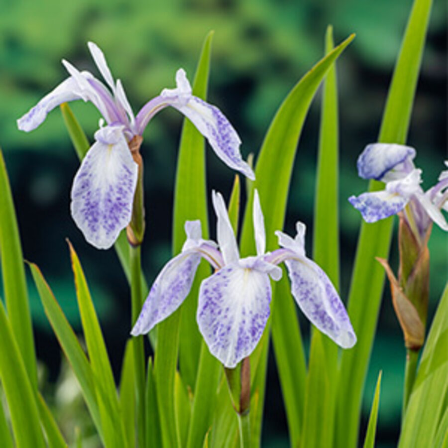 Iris Laevigata Mottled Beauty | Water Lis | In 18CM Mand Kant en Klaar