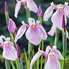 Iris Laevigata Rose Queen | Roze Lis | In 18CM Mand Kant en Klaar