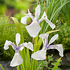 Iris Laevigata Snowdrift | Witte Lis | In 18CM Mand Kant en Klaar