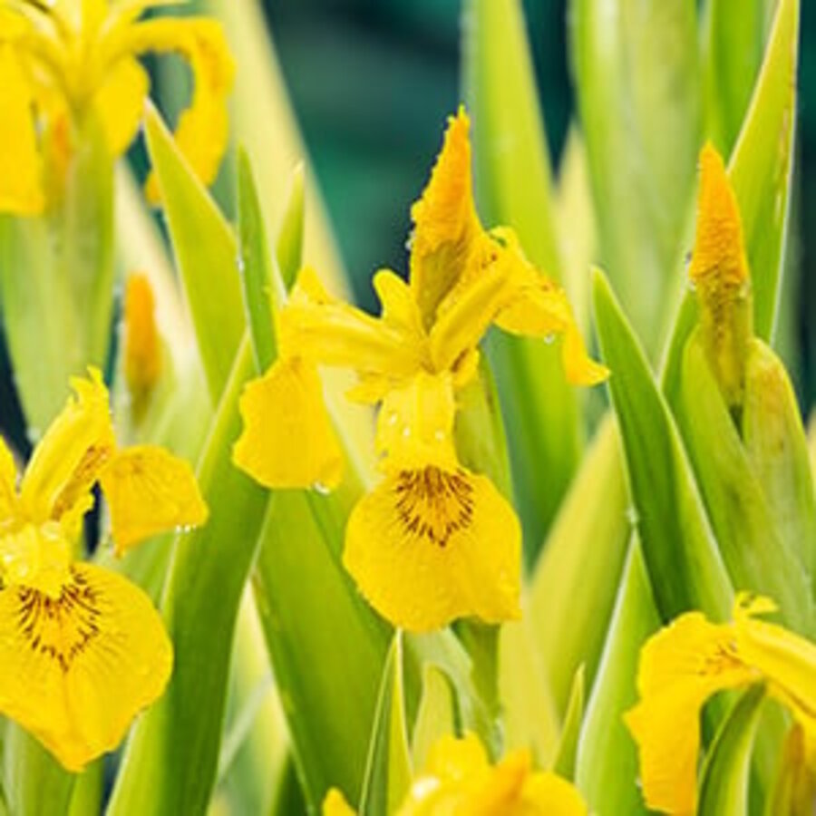 Iris Pseudacorus Variegata | Gele lis | In 18CM Mand Kant en Klaar