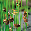 Juncus Effusus | Pitrus | In 18CM Mand Kant en Klaar