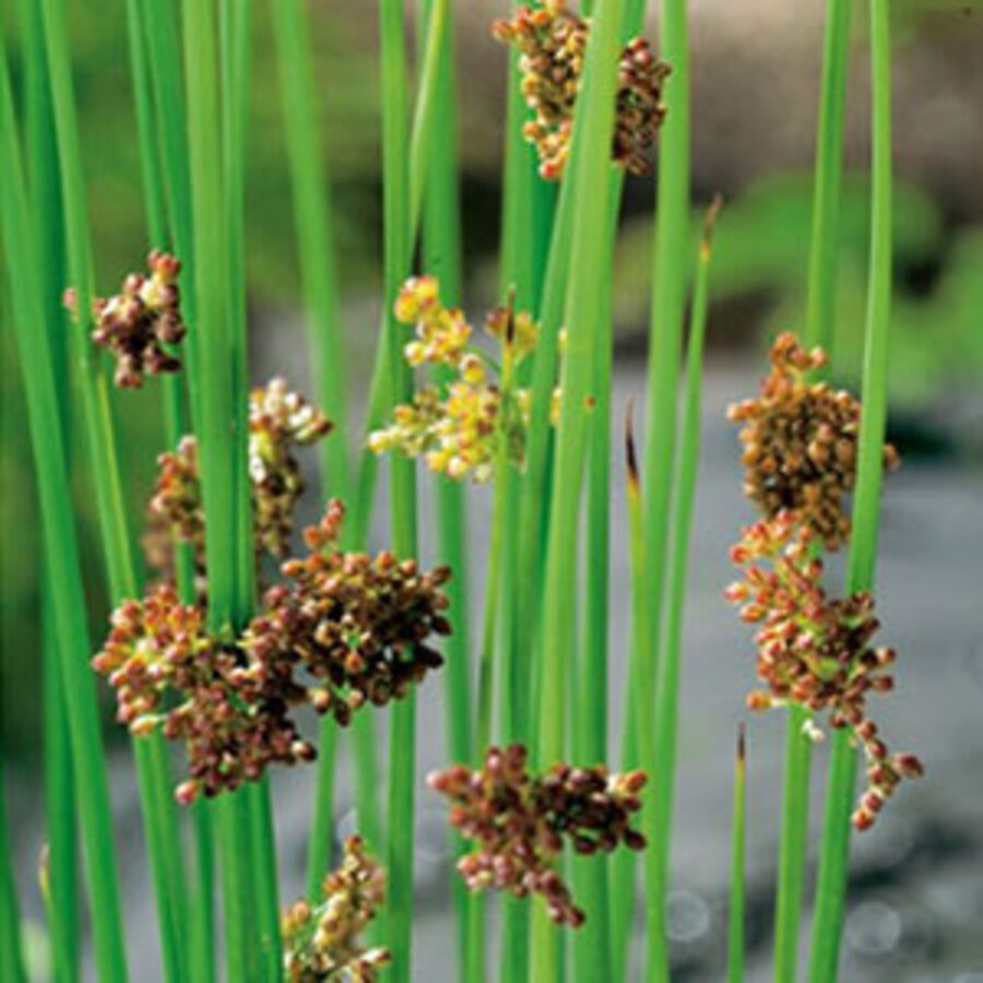 Juncus Effusus | Pitrus | In 18CM Mand Kant en Klaar