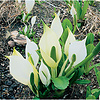 Lysichiton Camtschatcensis | Witte Moerasaronskelk | In 18CM Mand Kant en Klaar