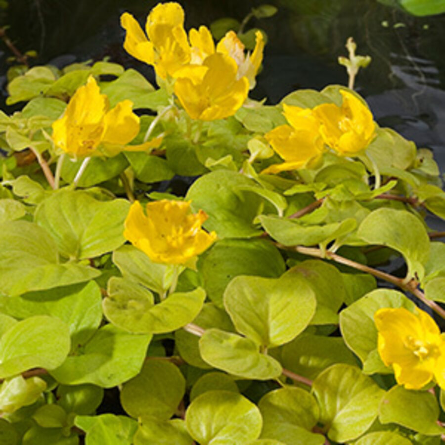 Lysimachia Nummularia Aurea | Penningkruid | In 18CM Mand Kant en Klaar