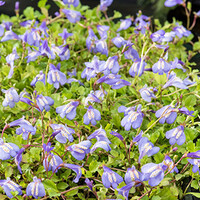 Mazus Reptans Blauw | Mazus | In 9CM pot