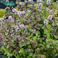 Mentha Aquatica | Watermunt | In 18CM Mand Kant en Klaar