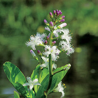 Menyanthes Trifoliata | Waterdrieblad | In 18CM Mand Kant en Klaar
