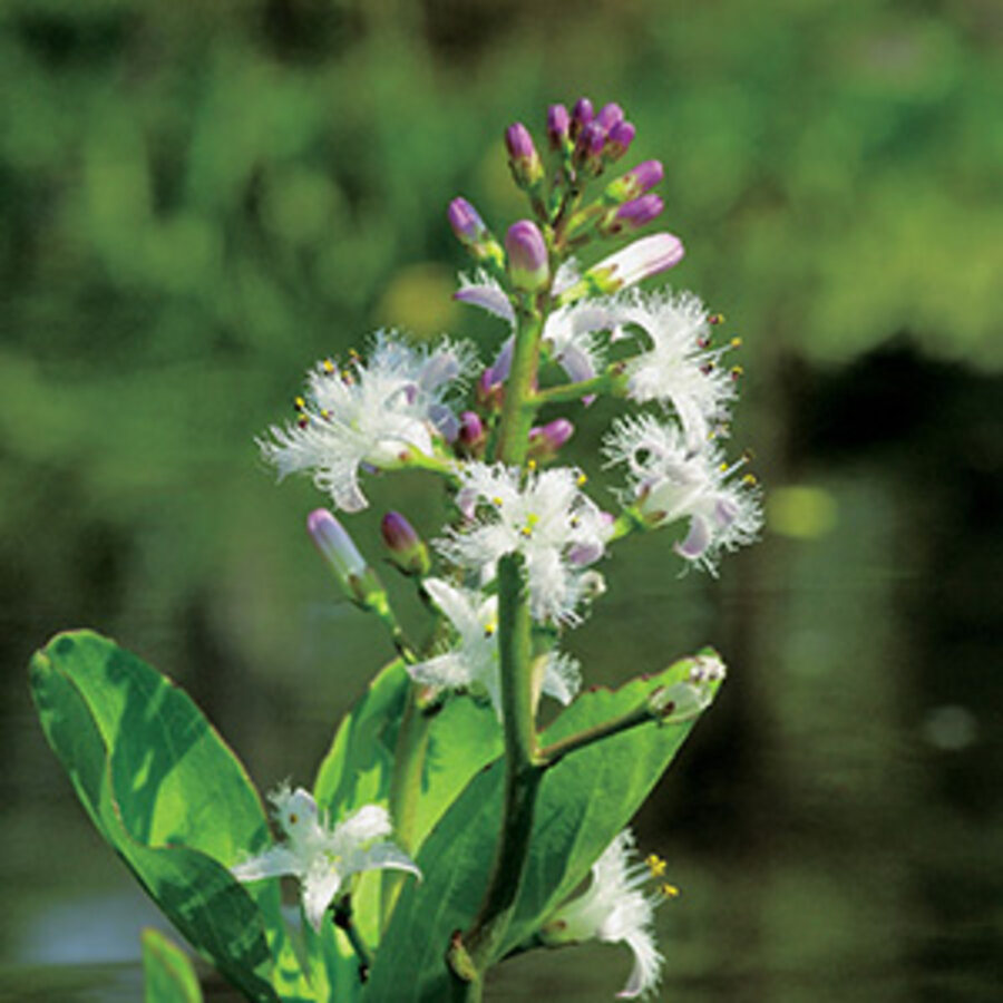 Menyanthes Trifoliata | Waterdrieblad | In 18CM Mand Kant en Klaar
