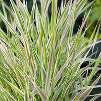 Phalaris Arundinacea Picta | Bont Rietgras | In 18CM Mand Kant en Klaar