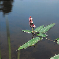 Polygonum Amphibium | Veenwortel | In 18CM Mand Kant en Klaar