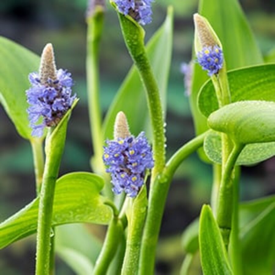 Pontederia Cordata Lanceolata | Reuze Snoekkruid Blauw | In 18CM Mand Kant en Klaar