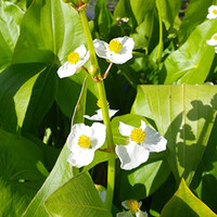 Sagittaria Latifolia | Breedbladig Pijlkruid | In 18CM Mand Kant en Klaar