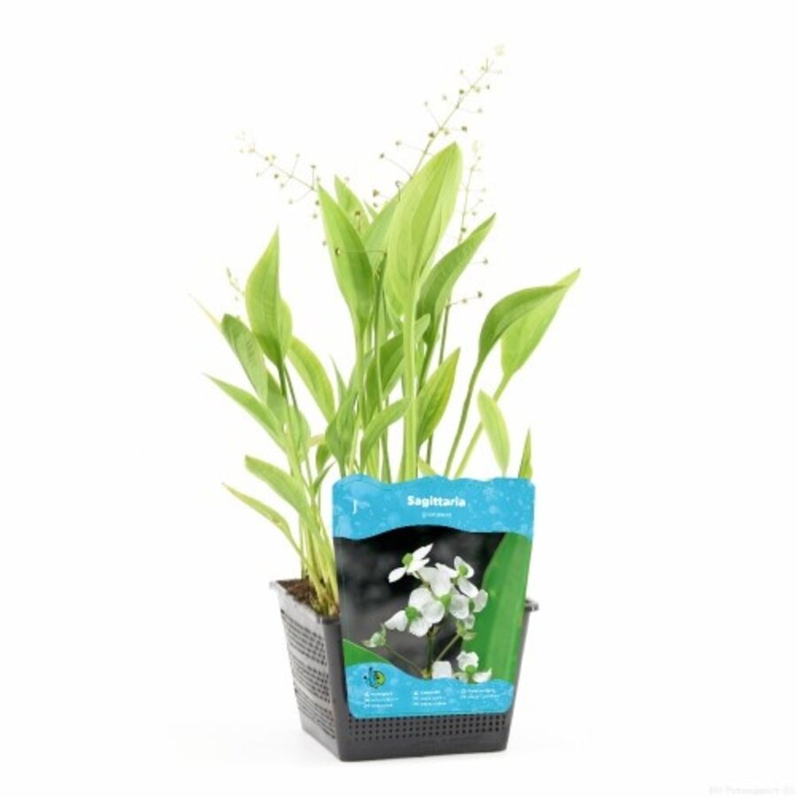 Sagittaria Graminea | Pijlkruid | In 18CM Mand Kant en Klaar