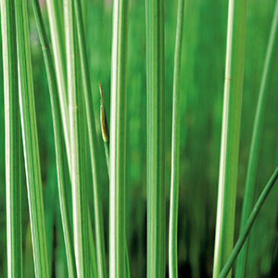 Scirpus Lacustris Albescens | Bonte Bies | In 18CM Mand Kant en Klaar