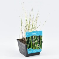 Scirpus Tabermont Zebrinus | Bonte Bies | In 18CM Mand Kant en Klaar