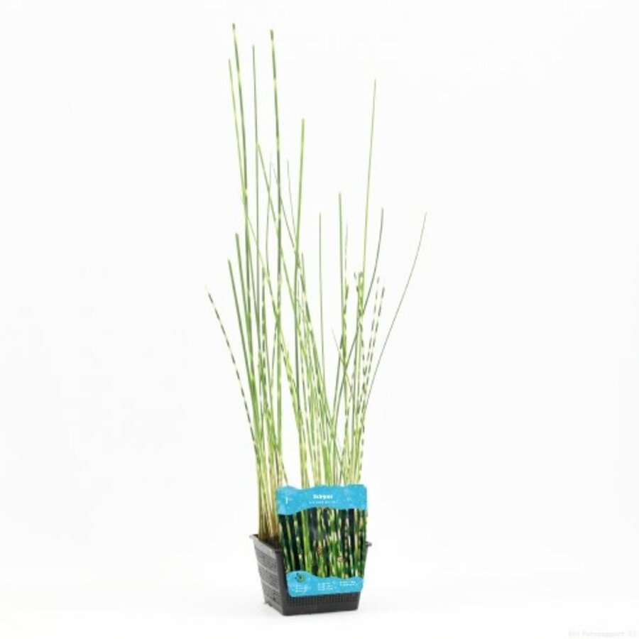 Scirpus Tabermont Zebrinus | Bonte Bies | In 18CM Mand Kant en Klaar