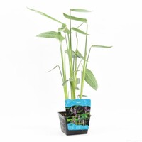 Thalia Dealbata | Thalia | In 18CM Mand Kant en Klaar