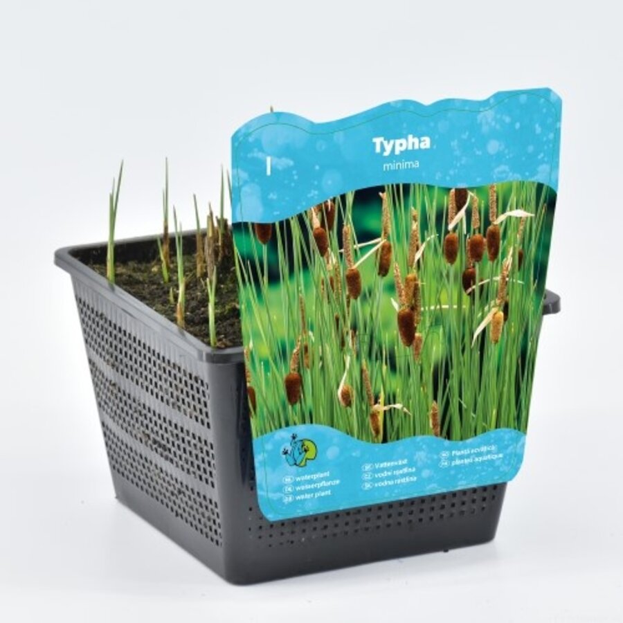 Typha Minima | Dwerglisdodde | In 18CM Mand Kant en Klaar