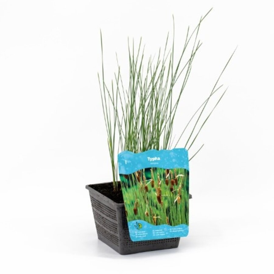 Typha Minima | Dwerglisdodde | In 18CM Mand Kant en Klaar