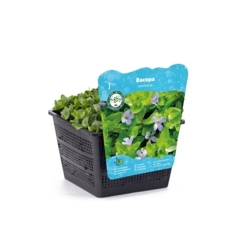 Bacopa Caroliniana | Grote Bacopa | In 18CM Mand