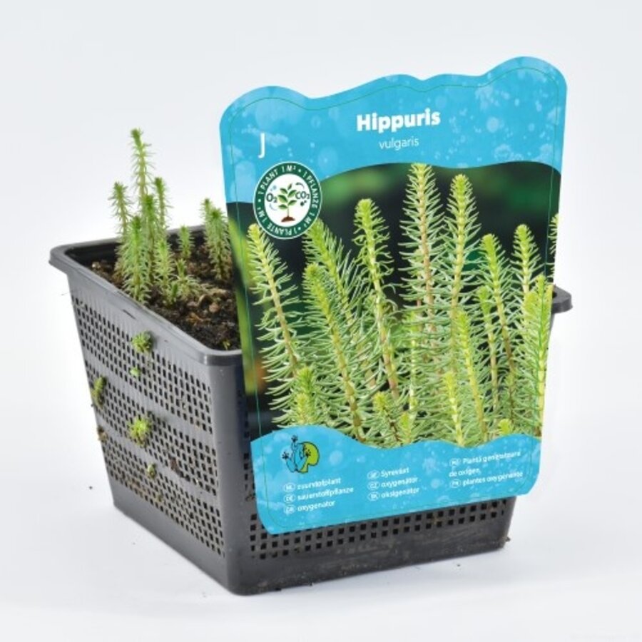 Hippuris Vulgaris | Lidsteng | In 18CM Mand