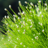 Scirpus Cernuus | Naaldgras | In 18CM Mand