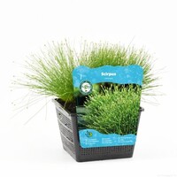 Scirpus Cernuus | Naaldgras | In 18CM Mand