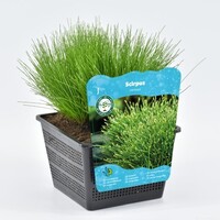 Scirpus Cernuus | Naaldgras | In 18CM Mand