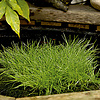 Scirpus Isolepsis | Naaldgras | In 18CM Mand