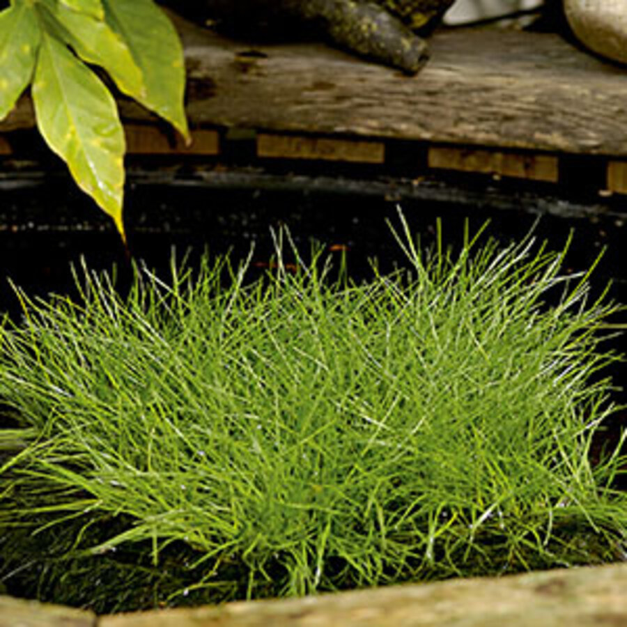 Scirpus Isolepsis | Naaldgras | In 18CM Mand