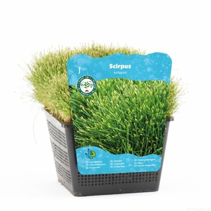Scirpus Isolepsis | Naaldgras | In 18CM Mand