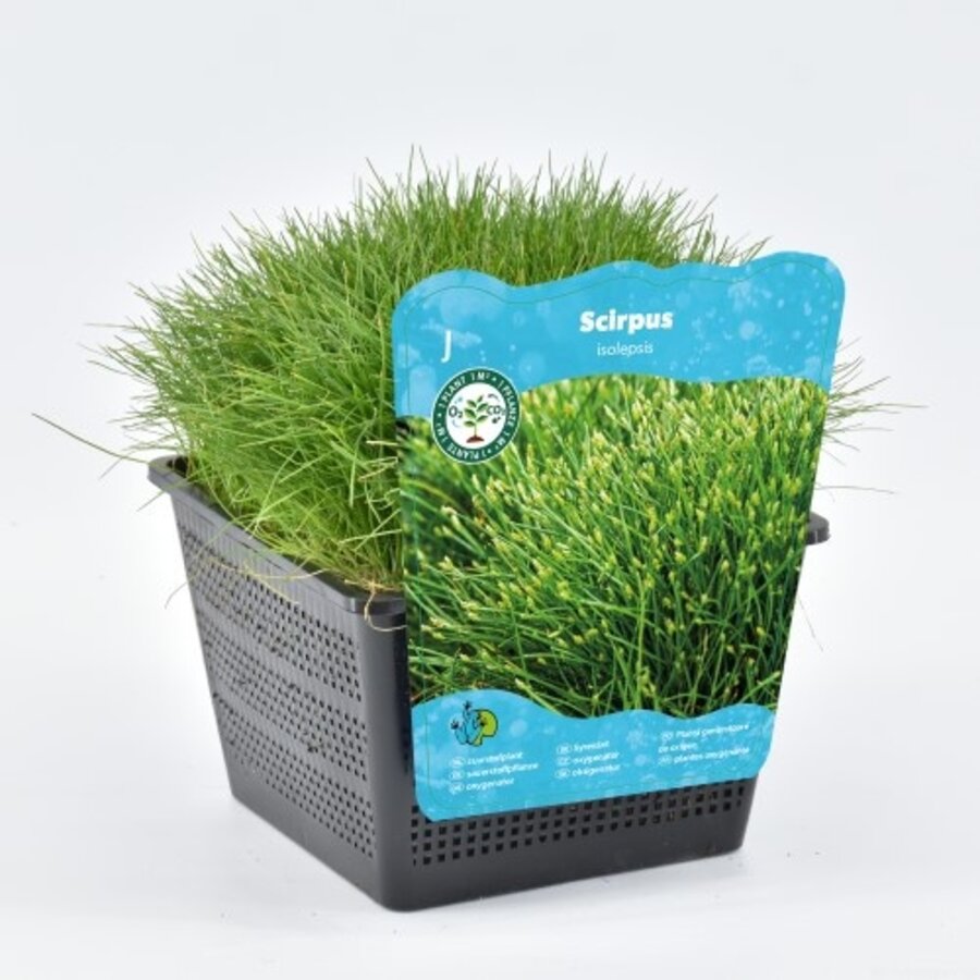 Scirpus Isolepsis | Naaldgras | In 18CM Mand