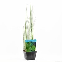 Equisetum Japonica | Japanse Holpijp | In 25CM Mand Kant en Klaar